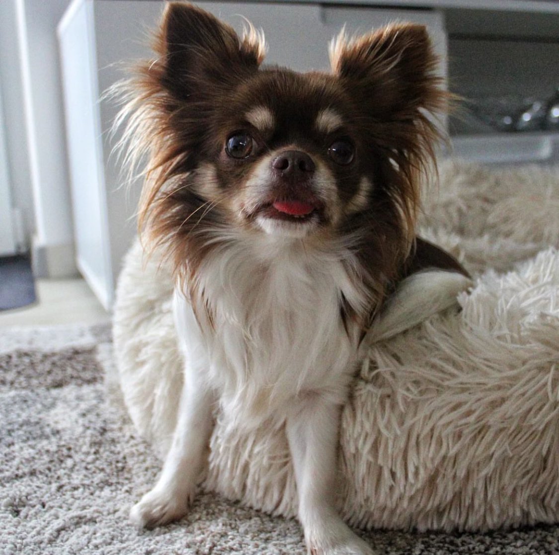 Pandaamanda tweet media