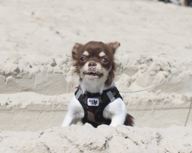 Pandaamanda tweet media