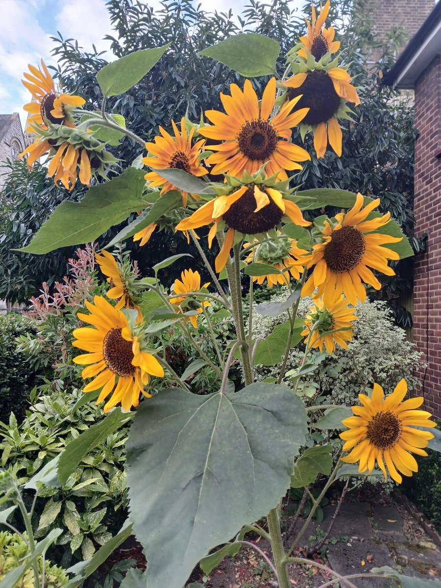 THEgARTener's tweet photo. #sunflowerpower #sunflower #summer #sunflowers #flowers https://t.co/qwvers8Elq