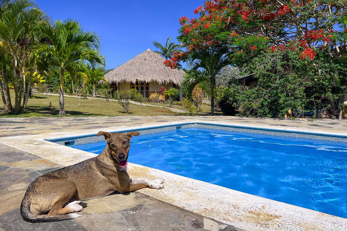 nakedwanderings's tweet photo. You are not reading this title wrong, #nudity on the #DominicanRepublic is a thing! It's out in full nature, surrounded by birds, amazing people, beautiful views and a couple of swimming pools 😉
https://t.co/Zrvz3scFfc
#naturist #freeliving #nature #back2nature #community #nude https://t.co/eLgh6ccmwr
