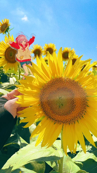 ひまわり畑に行って来た 
