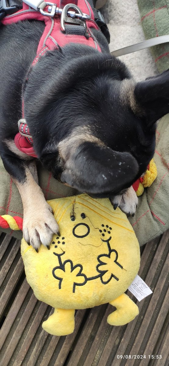 keriwinkle82's tweet photo. @AldiUK your dog toys are the best! Cookie loves them! 😍 https://t.co/r7bjn7dLMY