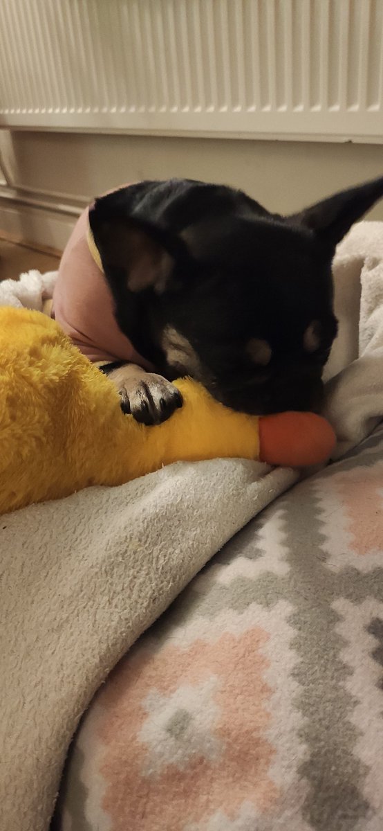 keriwinkle82's tweet photo. @AldiUK your dog toys are the best! Cookie loves them! 😍 https://t.co/r7bjn7dLMY