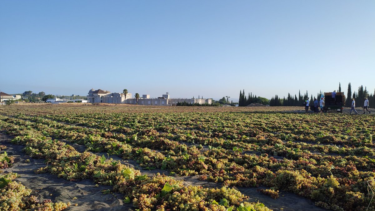 Ayto_Montilla's tweet photo. Tiempo de vendimia, tiempo de #pasera.
#Montilla #PX https://t.co/3Yu5AL66OM