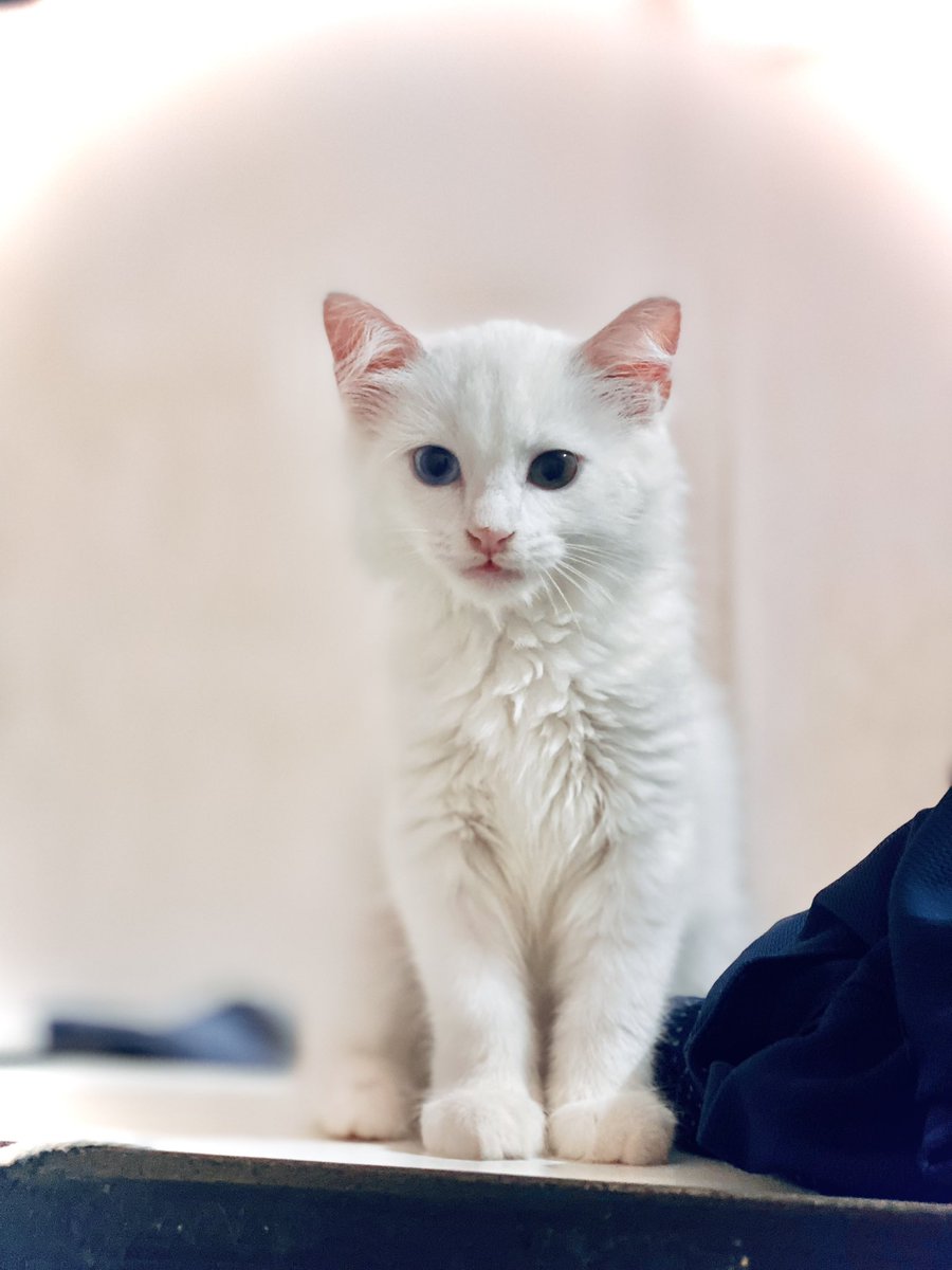 your_hannes's tweet photo. Bini 🐈🐈🐈 https://t.co/UQuARgpSQl