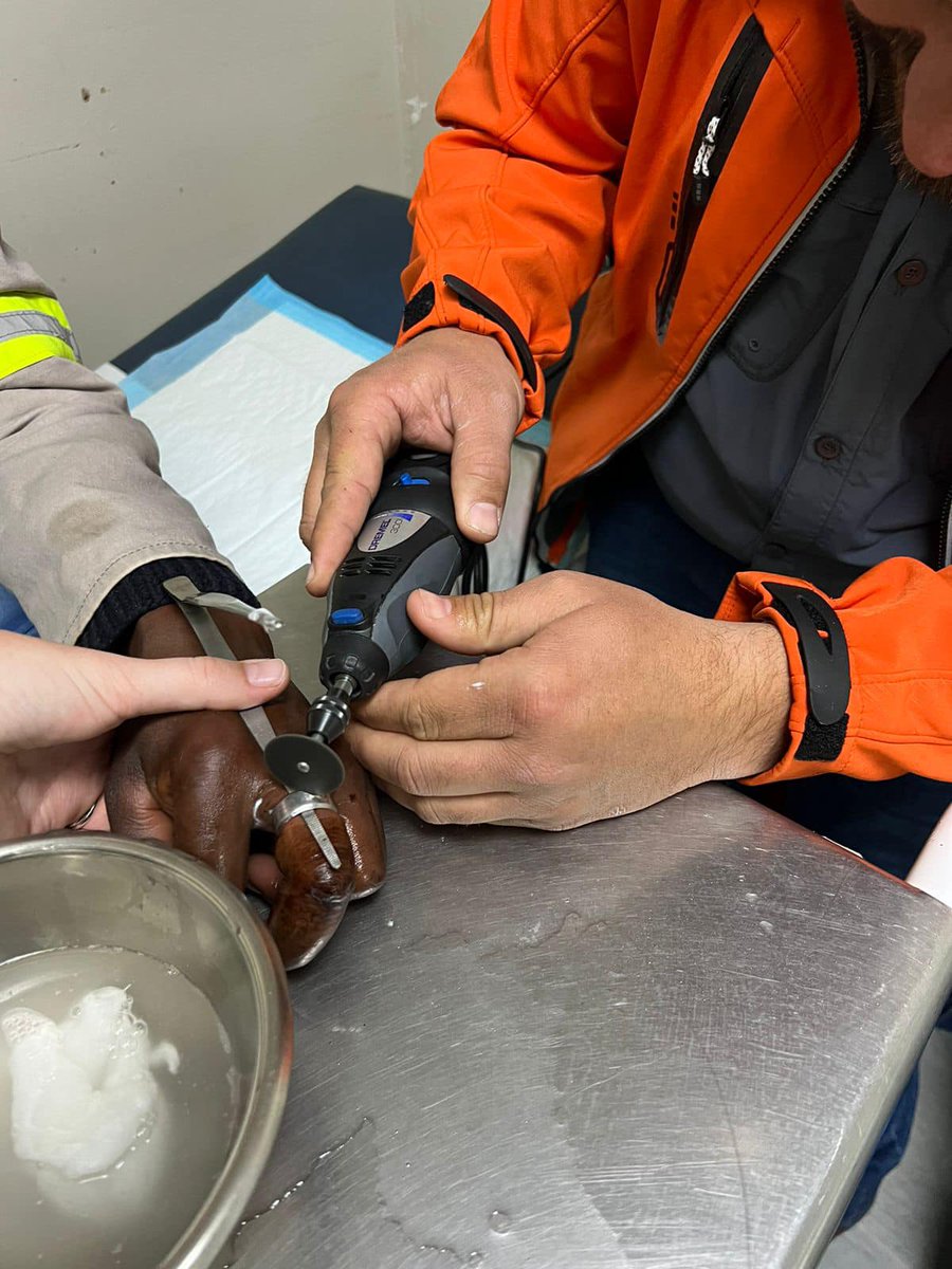 _ArriveAlive's tweet image. Ring removed from a patient’s finger after he was bitten by a dog in Bloemfontein  buff.ly/46Ob6PO

#ArriveAlive #MedicalResponse #TraumaResponseAfrica