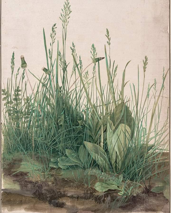 zwyklyPolak's tweet photo. Albrecht Dürer
The Large Piece of Turf, 1503.
Watercolor and body color, heightened with white body color.
40 x 31 cm.
Albertina, Vienna.
#albrechtdürer #vkac #verocskakoschsartcorner https://t.co/ZeCkKFV1k4