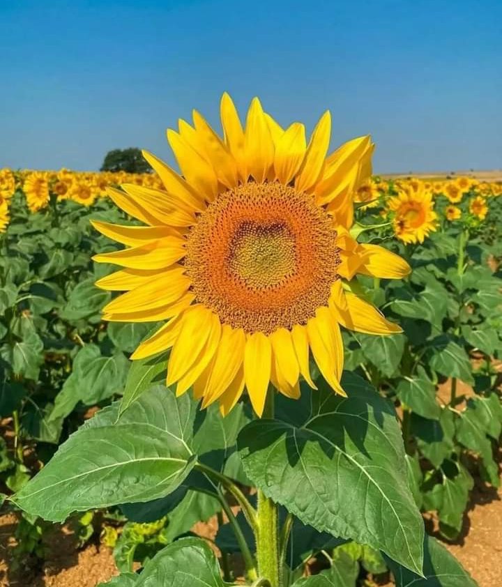 MehmetD16655031's tweet photo. iman;
tanrı'nın varlığına yalın biçimde inanmak değil, gerçekleştirilmeleri insani açıdan olanaksız olsa bile, kişinin kalbini bağladığı projelerin mümkün olduğuna inanmaktır.

✓ kierkegaard
@baba_ozlem06 
#inançç #imann #inanmakk https://t.co/QV38MJrFpA