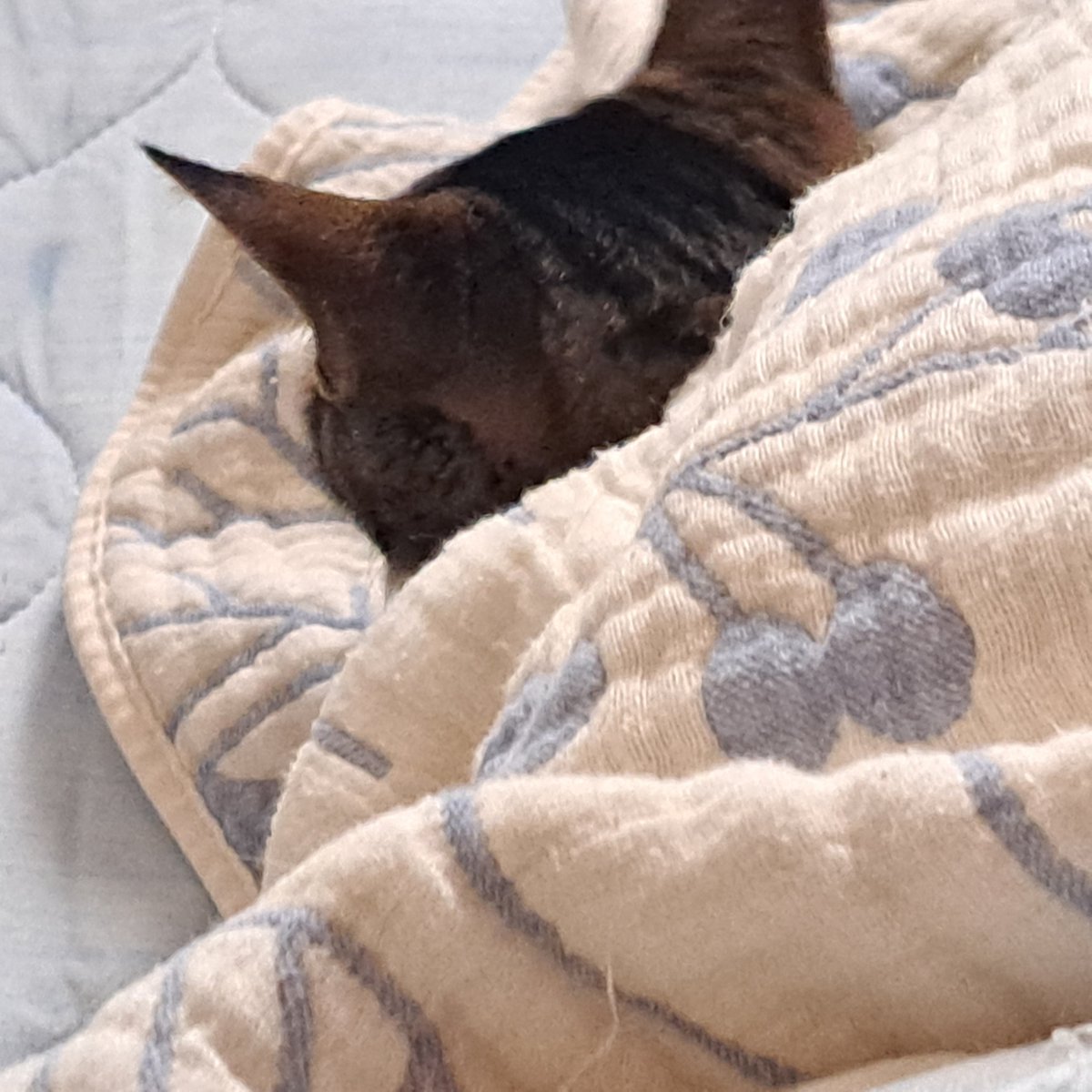 496circus's tweet photo. お休みの日の布団を見ると、たまに普通に過ごされて居たりする。
なんだかんだで、猫屋敷 https://t.co/6feQiQARhJ