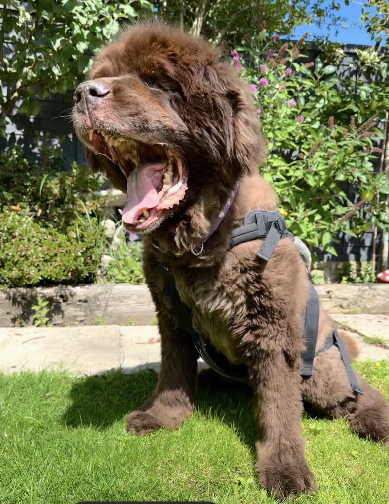 Montydogge's tweet photo. I was walking down the street when I was attacked by a violin then a clarinet and then a French horn. I'm pretty sure it was an orchestrated attack...
#dadjoke #CookieBear #sorrynotsorry #dogsarefamily https://t.co/oCLId78RpJ