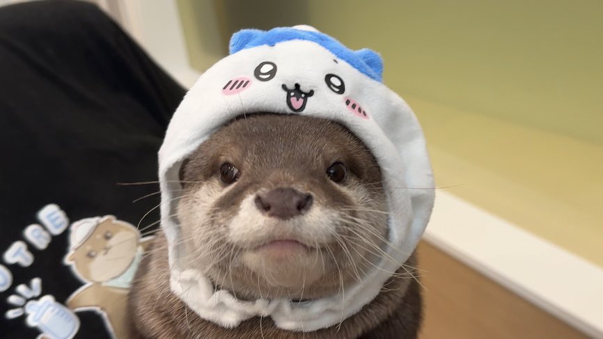 専用です⭐︎ルートル LOUTRE ～カワウソと過ごす時間～ (@loutrekyoto) / Posts / X