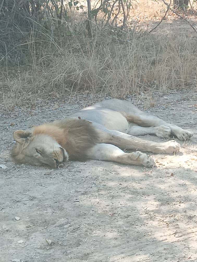 KanyemboBenson's tweet photo. On #WorldLionDay, and indeed every day, it is imperative to safeguard lions from the cruelties of exploitation for entertainment, poaching for medicinal purposes, life in captivity, and hunting for "sport." #LionConservation #ProtectLions #LionRecovery #WildlifeProtection https://t.co/RYgAs5HQKG