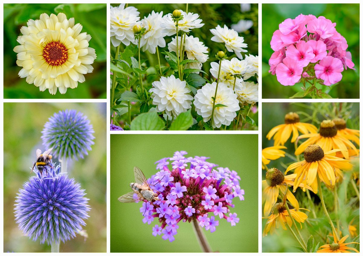 VenetiaJane's tweet photo. August flowers from the garden for this week’s #SixOnSaturday: Calendula ‘Snow Princess’, Dahlia ‘White Onesta’, Phlox paniculata ‘Famous Pink’, Echinops 'Veitch's Blue', Verbena bonariensis, and Rudbeckia 'Goldsturm'. Have a great Saturday everyone! #gardening https://t.co/RpRLxAzSFV