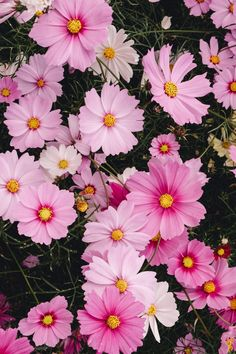 bee_293 tweet picture