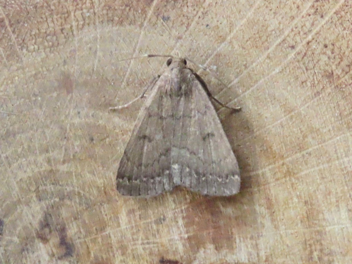 Steve Keen (@swaystevek) on Twitter photo Bit of a left field moth this morning: unless I'm overlooking something else, all I can make this into is Nodaria nodosalis.
Can't find any mention of it having occurred in Britain though.
Eeek!
<a href="/MigrantMothUK/">Migrant Lepidoptera</a>
<a href="/dgcountryside/">dave grundy🇪🇺😷</a>
<a href="/MOTHIDUK/">UK Moth Identification</a> Bit of a left field moth this morning: unless I'm overlooking something else, all I can make this into is Nodaria nodosalis.
Can't find any mention of it having occurred in Britain though.
Eeek!
<a href="/MigrantMothUK/">Migrant Lepidoptera</a>
<a href="/dgcountryside/">dave grundy🇪🇺😷</a>
<a href="/MOTHIDUK/">UK Moth Identification</a>