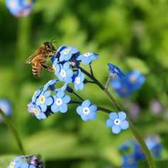 bee_293 tweet picture