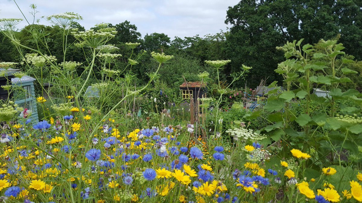 Visit an allotment or GYO garden this year
National Garden Scheme has diverse 'grow your own' gardens, including professionally tended ones like Fittleworth House and Goldstone Hall Gardens, and community gardens and allotments showing social cohesion.
ngs.org.uk/get-a-taste-fo…