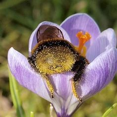 bee_293 tweet picture
