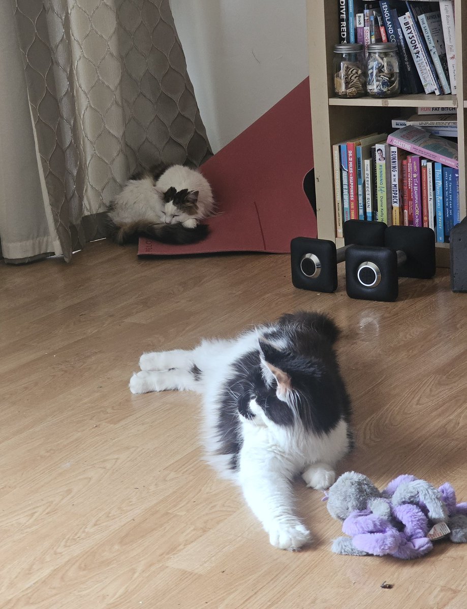 HRHQueenK's tweet image. Whilst someone is being ever so bouncy ( nothing new there) I'm just going to have a little snoozie on Mum's yoga mat.
#QueenK #hedgewatch #badpanda