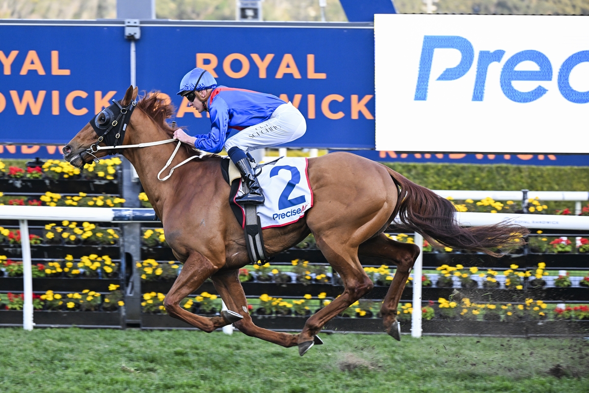 NEWS: The handsome chestnut gelding Golden Path made it three wins in succession when winning the Premier’s Cup Prelude (1800m) at Randwick on Saturday.  
racingnews.co.nz/hat-trick-for-…