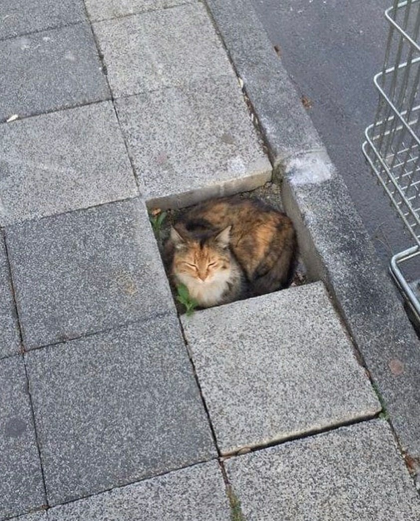 contents that ll heal your depression 🌻 (@catshealdeprsn) on Twitter photo 