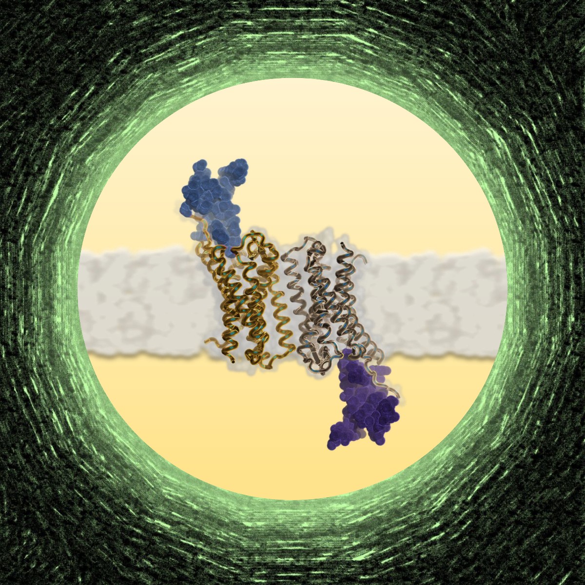 PSI Paul Scherrer Institut (@psich_en) on Twitter photo The paper by <a href="/BasurajSK/">Basavraj khanppnavar</a>, <a href="/KorkhovLab/">Korkhov Lab</a>, the group of <a href="/arshukla/">Arun K. Shukla</a> (<a href="/IITKanpur/">IIT Kanpur</a>) and other collaborators now published in <a href="/CellCellPress/">Cell</a> provides insights into the mechanism of chemokine interactions with the Duffy antigen receptor DARC. Full paper 👉 brnw.ch/21wLLZS The paper by <a href="/BasurajSK/">Basavraj khanppnavar</a>, <a href="/KorkhovLab/">Korkhov Lab</a>, the group of <a href="/arshukla/">Arun K. Shukla</a> (<a href="/IITKanpur/">IIT Kanpur</a>) and other collaborators now published in <a href="/CellCellPress/">Cell</a> provides insights into the mechanism of chemokine interactions with the Duffy antigen receptor DARC. Full paper 👉 brnw.ch/21wLLZS