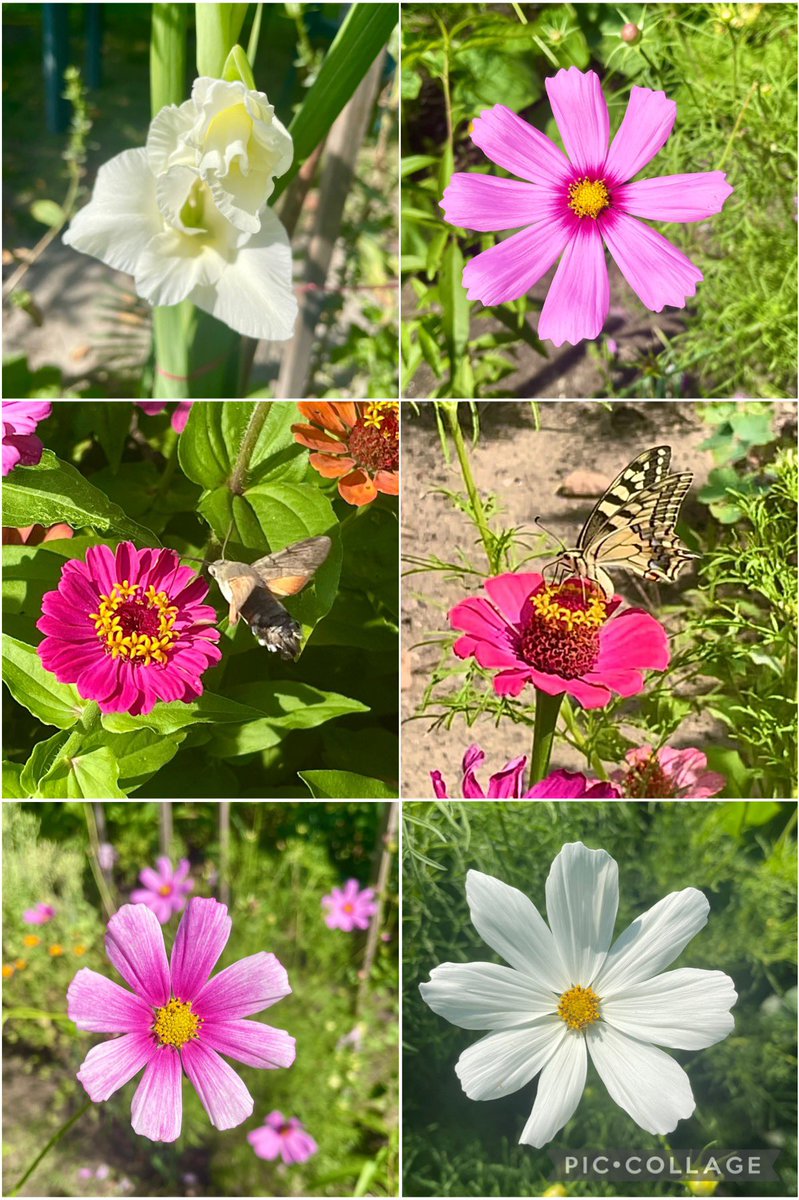 White and pink this week with hummingbird hawk-moth and swallowtail 🦋 #SixOnSaturday #pollinators