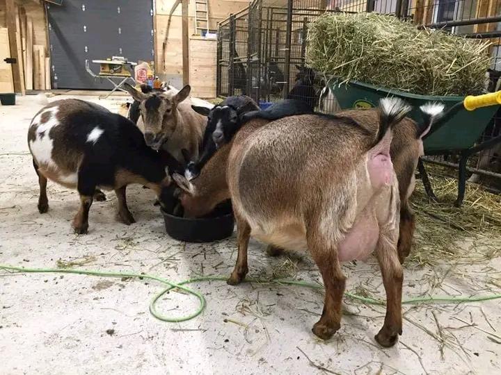 Agronomme_'s tweet image. SECRETS OF UNIFORM PREGNANCY IN GOAT FARMING!!
If you need all your goats to make babies at the same time this is for you.
(1) Remove the male goat from your herd, don't let them be near the female or the female smell them.
#Agronomme🇷🇼
.....
