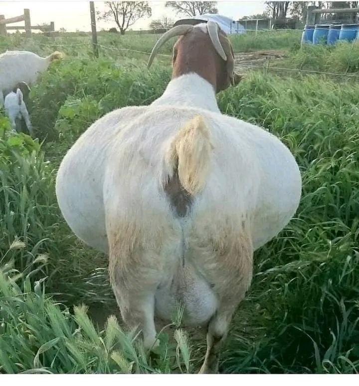 Agronomme_'s tweet image. SECRETS OF UNIFORM PREGNANCY IN GOAT FARMING!!
If you need all your goats to make babies at the same time this is for you.
(1) Remove the male goat from your herd, don't let them be near the female or the female smell them.
#Agronomme🇷🇼
.....