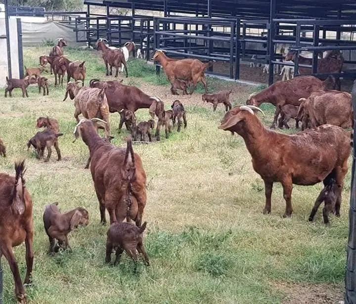 Agronomme_'s tweet image. SECRETS OF UNIFORM PREGNANCY IN GOAT FARMING!!
If you need all your goats to make babies at the same time this is for you.
(1) Remove the male goat from your herd, don't let them be near the female or the female smell them.
#Agronomme🇷🇼
.....