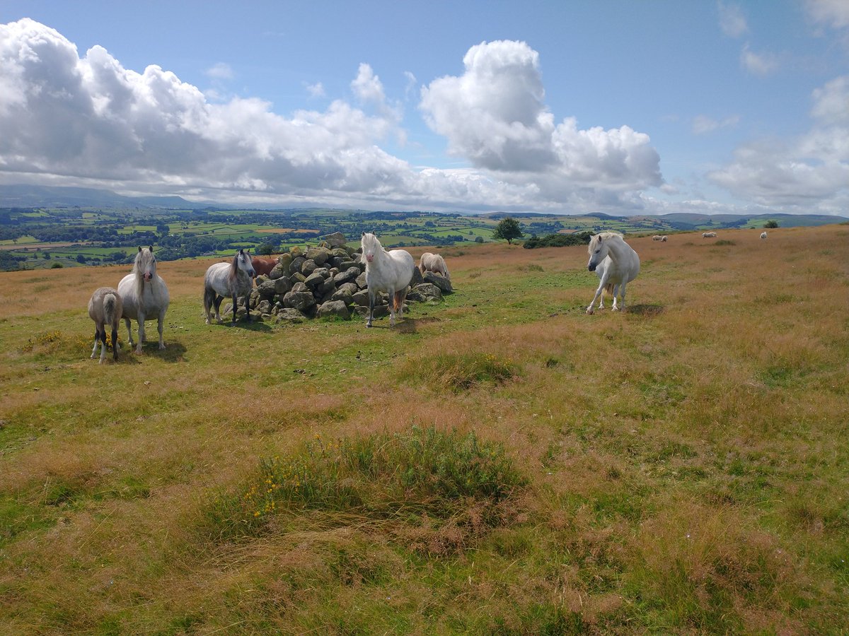 On Hergest Ridge
#Herefordshire