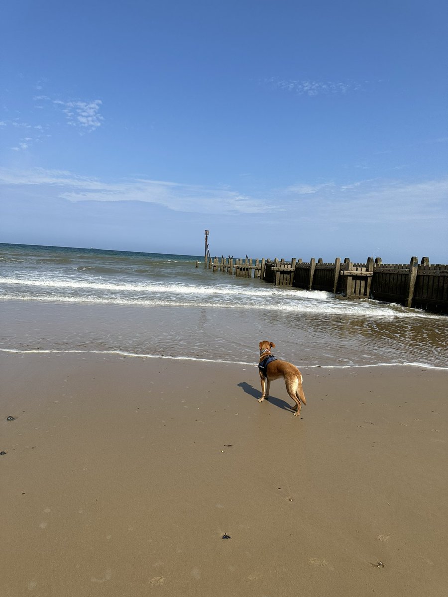 After a last minute cancellation we now have availability at our lovely self catering guest suite for the last week of August. 
Why not come and see our the summer holidays in beautiful Cromer? Find our availability here: airbnb.com/slink/dIAUjQrj
