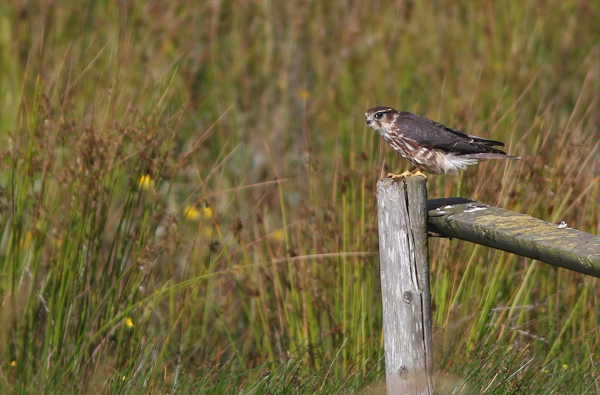 Juvenile Merlin catching dragonflies at North Marsh the morning highlight <a href="/FlamboroughBird/">Flamborough Bird Observatory</a>. Waders also on the move including seven Black-tailed Godwits &amp; two Ruff; passerine interest limited to increased numbers of Willow Warblers.