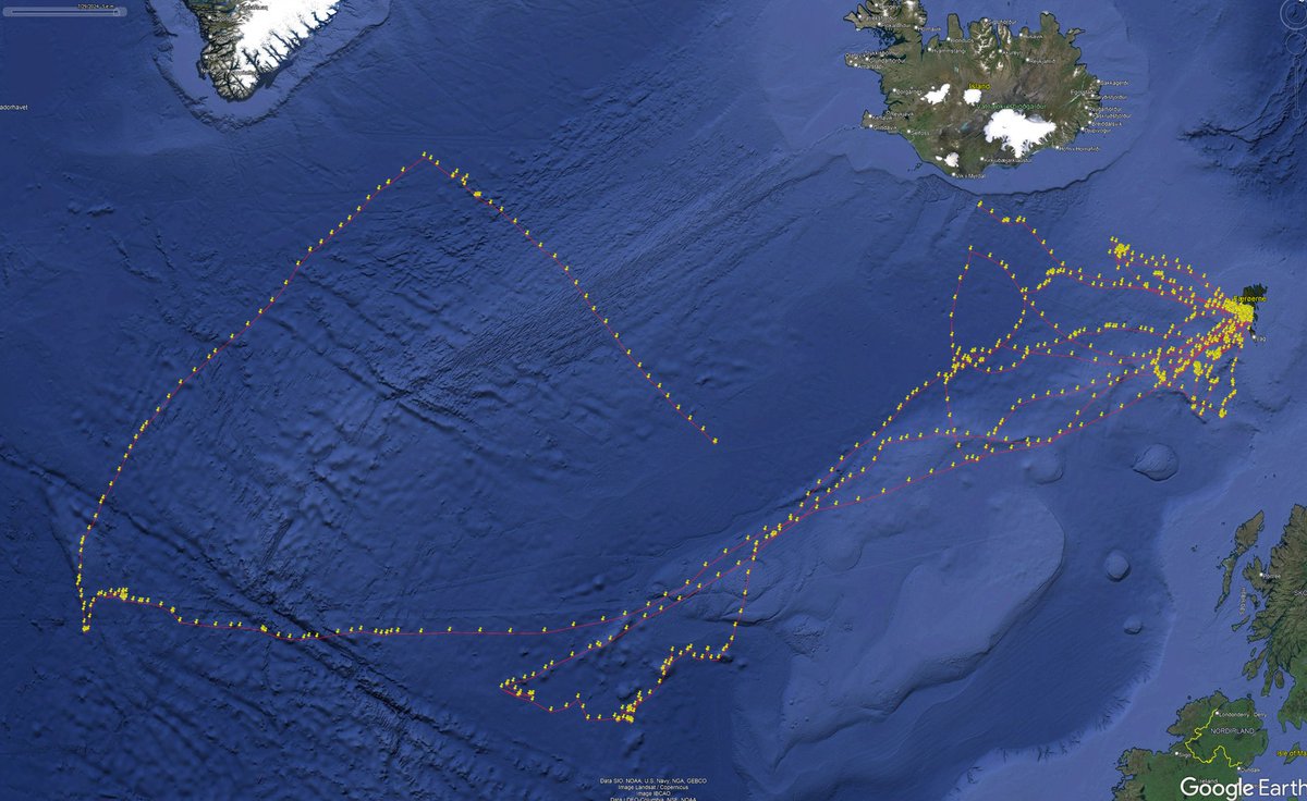 Johan Henrik Funder Castenschiold (@jfcastenschiold) on Twitter photo Now well into our the second season of GPS-tracking nesting Fulmars in the Faroes, some quite remarkable flights are emerging. Most astonishing must be a trip from one bird traveling 2,550km southwest to a feeding spot of around 900km from New Foundland! <a href="/sjurdur/">Sjúrður Hammer, PhD 🇫🇴 @sjurdur@ecoevo.social</a>, @SeabirdMortenF Now well into our the second season of GPS-tracking nesting Fulmars in the Faroes, some quite remarkable flights are emerging. Most astonishing must be a trip from one bird traveling 2,550km southwest to a feeding spot of around 900km from New Foundland! <a href="/sjurdur/">Sjúrður Hammer, PhD 🇫🇴 @sjurdur@ecoevo.social</a>, @SeabirdMortenF