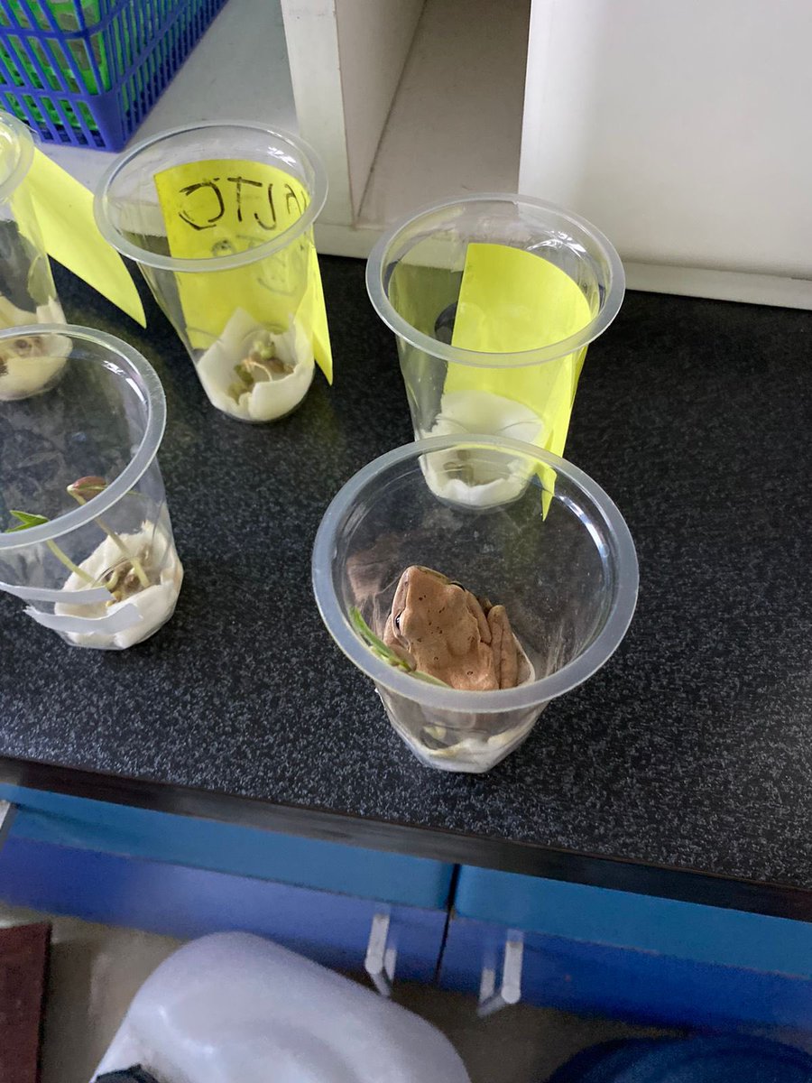 sturenedy's tweet photo. di sekolah ku lagi praktek nanam kacang hijau buat materi pertumbuhan perkembangan, dan tiba tiba pas dicheck hari ini… 😭😭😭😭😭😭😭 https://t.co/dHFuXNEFHD