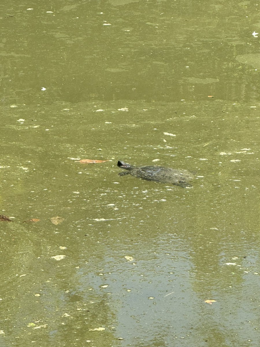 Florent Hélaine (@flohelaine) on Twitter photo Une tortue dans le square des Batignolles. Mauvais présage pour le marathon du soir <a href="/ClemenceBauduin/">Clémence Bauduin</a> ? Plus sérieusement, pas de danger pour elle ici <a href="/Paul_Hatte/">Paul Hatte</a> ? J’imagine que ce n’est pas la mairie qui l’a introduite Une tortue dans le square des Batignolles. Mauvais présage pour le marathon du soir <a href="/ClemenceBauduin/">Clémence Bauduin</a> ? Plus sérieusement, pas de danger pour elle ici <a href="/Paul_Hatte/">Paul Hatte</a> ? J’imagine que ce n’est pas la mairie qui l’a introduite