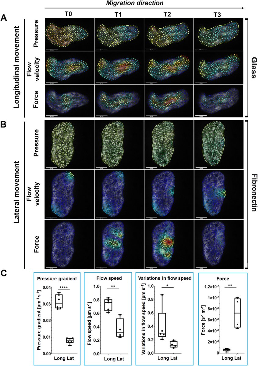 💡 BioFlow is an image-based method able to extract velocities, pressure and forces inside living cells observed in fluorescence microscopy 🔬🖥️
icy.bioimageanalysis.org/plugin/bioflow/

👉 The lateral movement of fan-shaped amoeboid cells is not pressure-driven ‼️