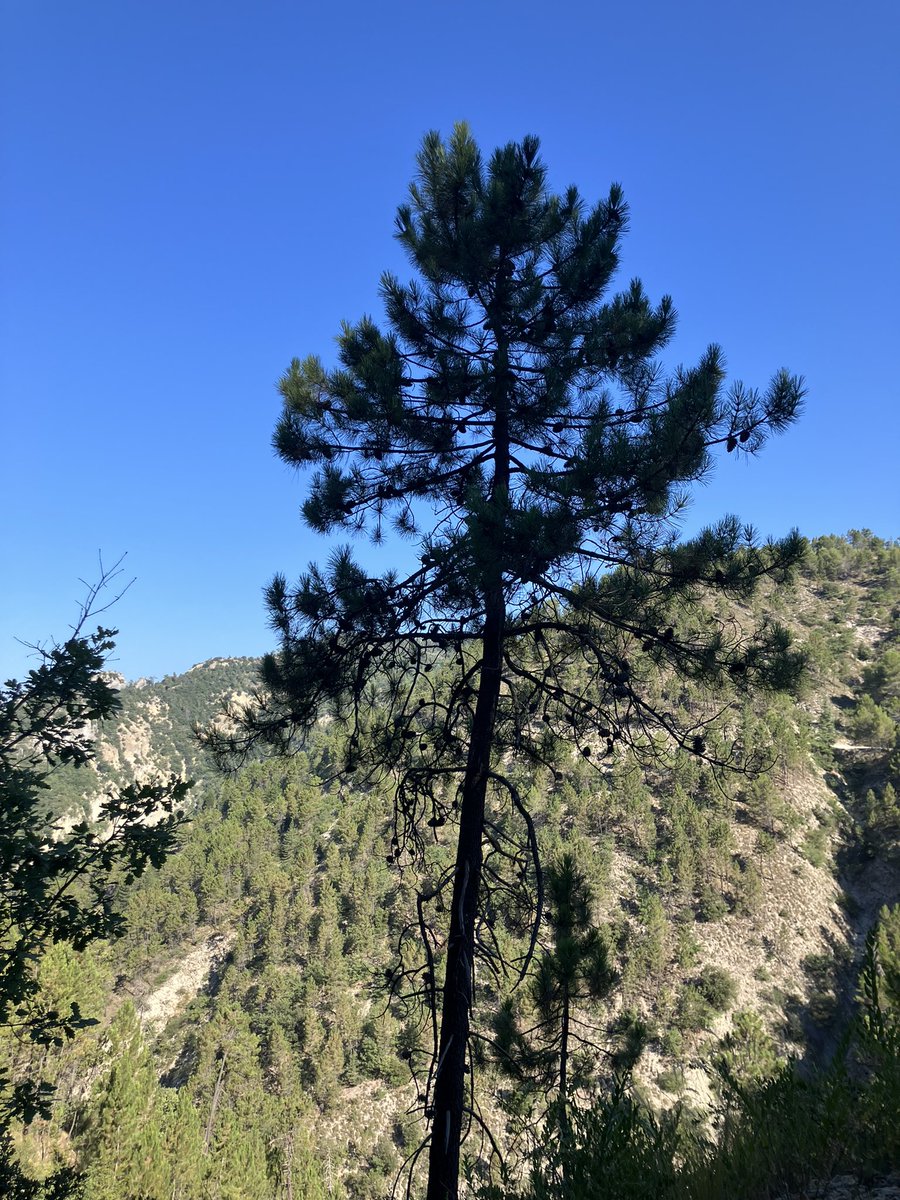 NualaCj's tweet photo. It’s hot, hot, hot. But a beautiful walk along the fire roads in les Alpes Maritimes. #pierrefeu #AlpesMaritimes #France #CotedAzurFrance https://t.co/WWfTuO6iDs