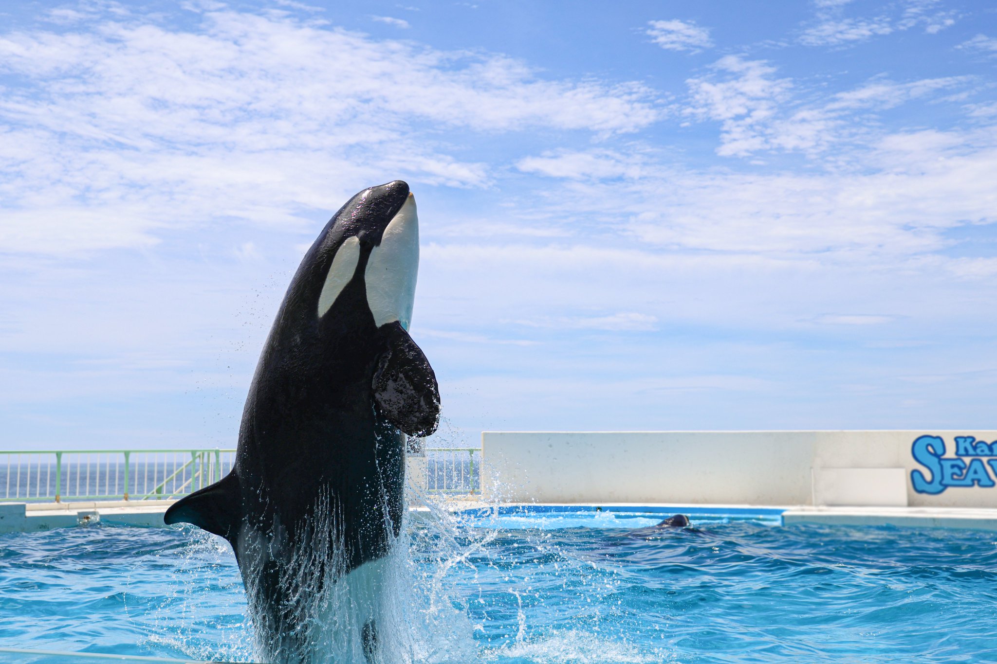 鴨川シーワールド【公式】 on X: 