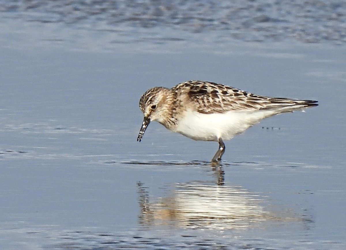 KGbirder (@kgbirder) on Twitter photo Bizarrely, I seem to have relocated the Baird's Sandpiper again, at Aberlady this morning. Unless it's a different bird. Comparison of pics may confirm. Either way, it made the early start worthwhile. <a href="/birdinglothian/">Birding Lothian</a> Bizarrely, I seem to have relocated the Baird's Sandpiper again, at Aberlady this morning. Unless it's a different bird. Comparison of pics may confirm. Either way, it made the early start worthwhile. <a href="/birdinglothian/">Birding Lothian</a>
