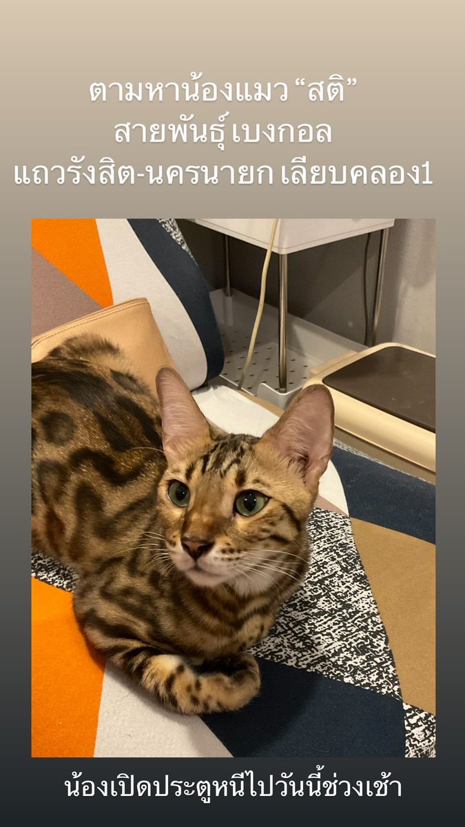 พบเห็น โทรแจ้ง 097-296-3551 คุณยาย่า
ชื่อ “สติ” พันธุ์ เบงกอล เพศผู้ อายุ 3ขวบ
น้องเปิดประตูบานเลื่อนที่บ้านหนีออกไปช่วงเช้าวันนี้ หมู่บ้าน สิริวลัย เลียบคลอง1 
ถ.รังสิต-นครนายก
ถ้าเจอ รบกวนอย่าวิ่งไปจับน้องค่ะ เอาขนม หรือ ของเล่นล้อ
แล้วรีบโทรแจ้ง น้องระแวงคนแปลกหน้า และ ขี้กลัว