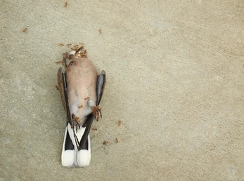 "عندما يكون الطير حياً فإنه يأكل النمل، وعندما يموت الطائر فإن النمل يأكله!
الوقت والظروف يمكن أن تتغير في أي وقت، فلا تقلل أبداً من قيمة أي شخص أو تؤذيه في الحياة. قد تكون قوياً اليوم ولكن الزمن أقوى منك! " (م)

#جماليات 
#مساء_الخير