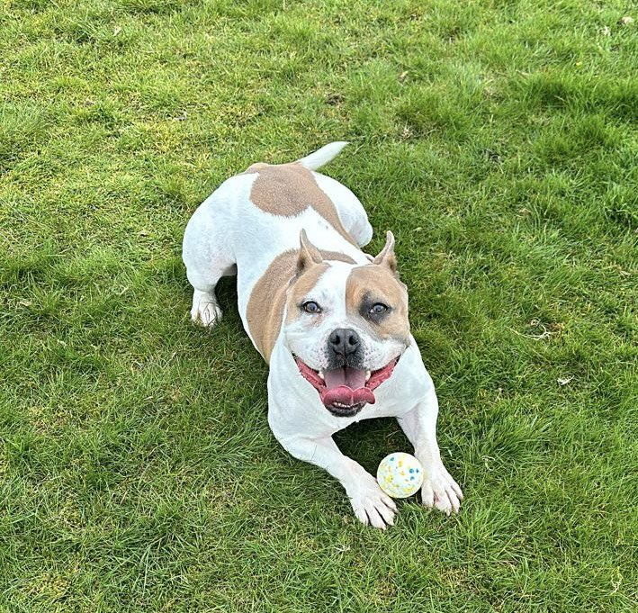 Smile! It’s #StaffieSaturday #rescuedogs #AdoptDontShop ❤️