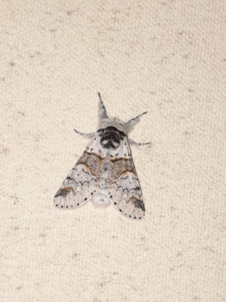 Leela Channer tweet media