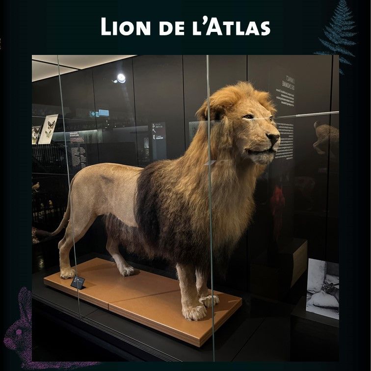 MuseumOrleans's tweet photo. 🦁 Le 10 août, c’est la Journée Mondiale du #lion. Profitez de votre visite au #MOBE pour admirer le spécimen de lion de l’Atlas (Panthera leo leo). Cette sous-espèce est aujourd'hui éteinte à l'état sauvage.
#biodiversite #environnement #museum #collection #sortiraorleans https://t.co/XuPNb1do2q