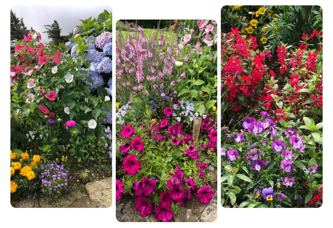 Er gwaethaf y glaw, mae rhai o'r planhigion yn tyfu'n dda/
Some of the plants seem to have enjoyed the damp weather 😍