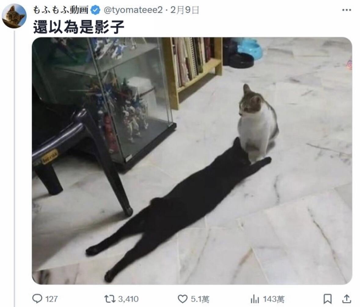 PanhingC's tweet photo. cat https://t.co/CHgifiAhRD