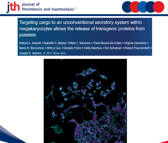 JTH (@jthjournal) on Twitter photo Asquith et al., show that it's possible to target and release therapeutic cargo in megakaryocytes and platelets using a novel secretory system.
@nathanasquith1
@isabellecarlota
<a href="/nubama/">Maria N. Barrachina</a>
<a href="/tcell_camacho/">Virginia Camacho</a>
<a href="/danifreirech/">Daniela Freire</a>
<a href="/theclotthickens/">Kellie Machlus</a>
<a href="/JosepItaliano/">Joseph Italiano</a>
jthjournal.org/article/S1538-… Asquith et al., show that it's possible to target and release therapeutic cargo in megakaryocytes and platelets using a novel secretory system.
@nathanasquith1
@isabellecarlota
<a href="/nubama/">Maria N. Barrachina</a>
<a href="/tcell_camacho/">Virginia Camacho</a>
<a href="/danifreirech/">Daniela Freire</a>
<a href="/theclotthickens/">Kellie Machlus</a>
<a href="/JosepItaliano/">Joseph Italiano</a>
jthjournal.org/article/S1538-…