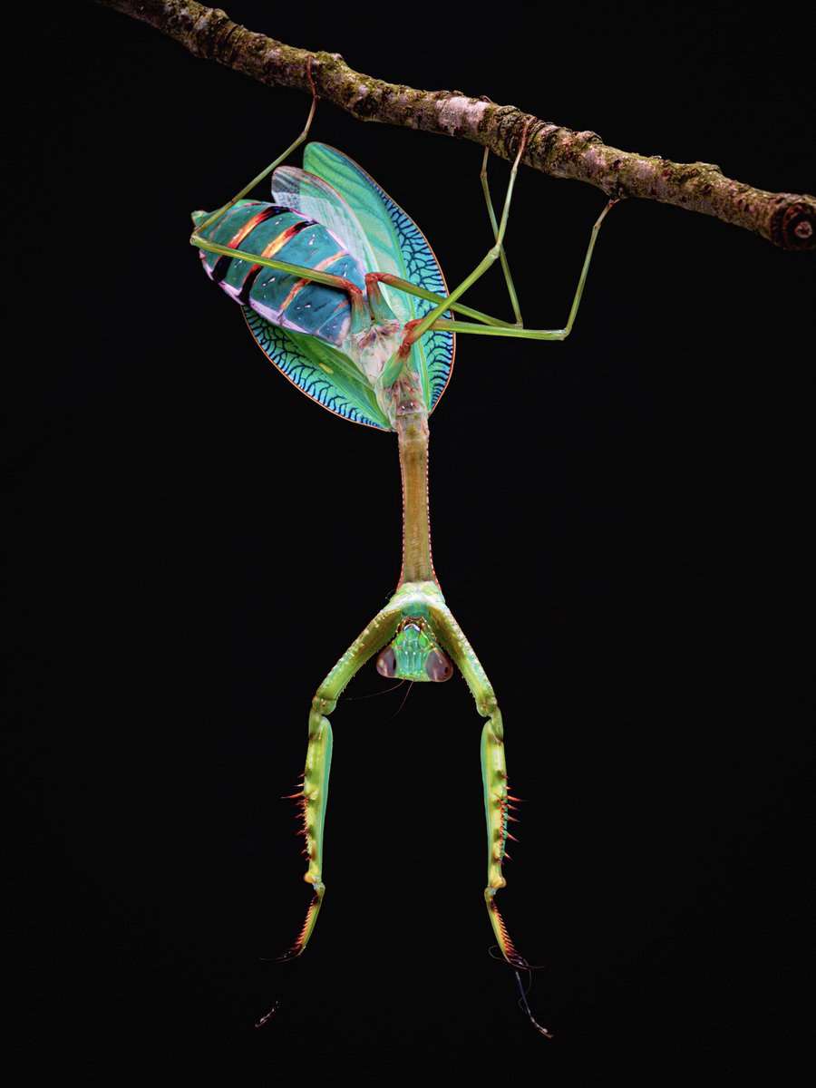 カマキリ撮るの世界一上手い自信ある。