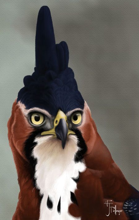 CheriNatal20937's tweet image. #Bonte #Kuifarend - #Spizaetus #ornatus